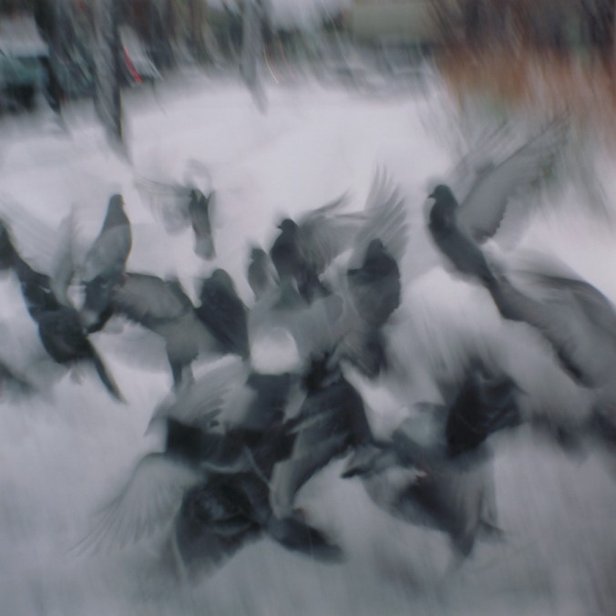 pigeons-with-holga-flying-in-boston