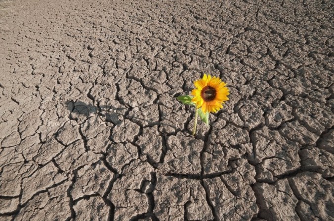 6898739-dry-soilof-a-barren-land-and-single-growing-plant